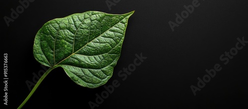 Green leaf against a black ...