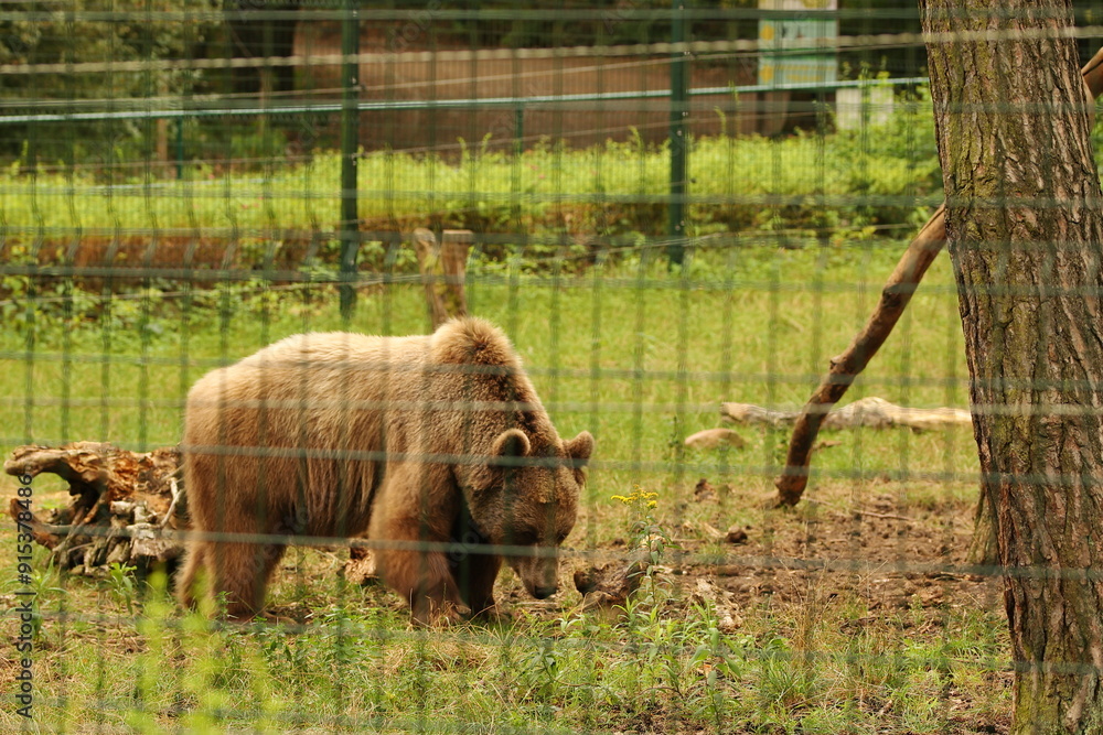 bear, animal, mammal, large, brown
