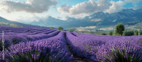 Lavender farm. with copy sp...