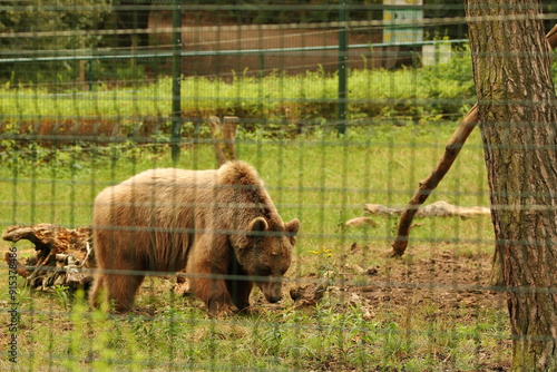 Obraz na płótnie bear, animal, mammal, large, brown w salonie