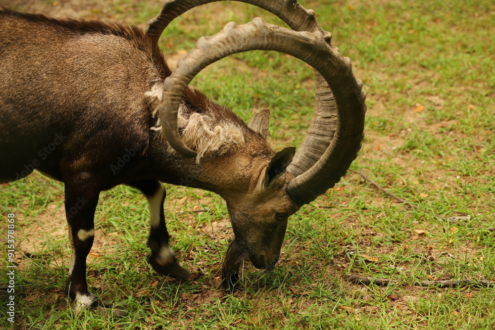 nubian ibex, animal, mammal, horns, summer
