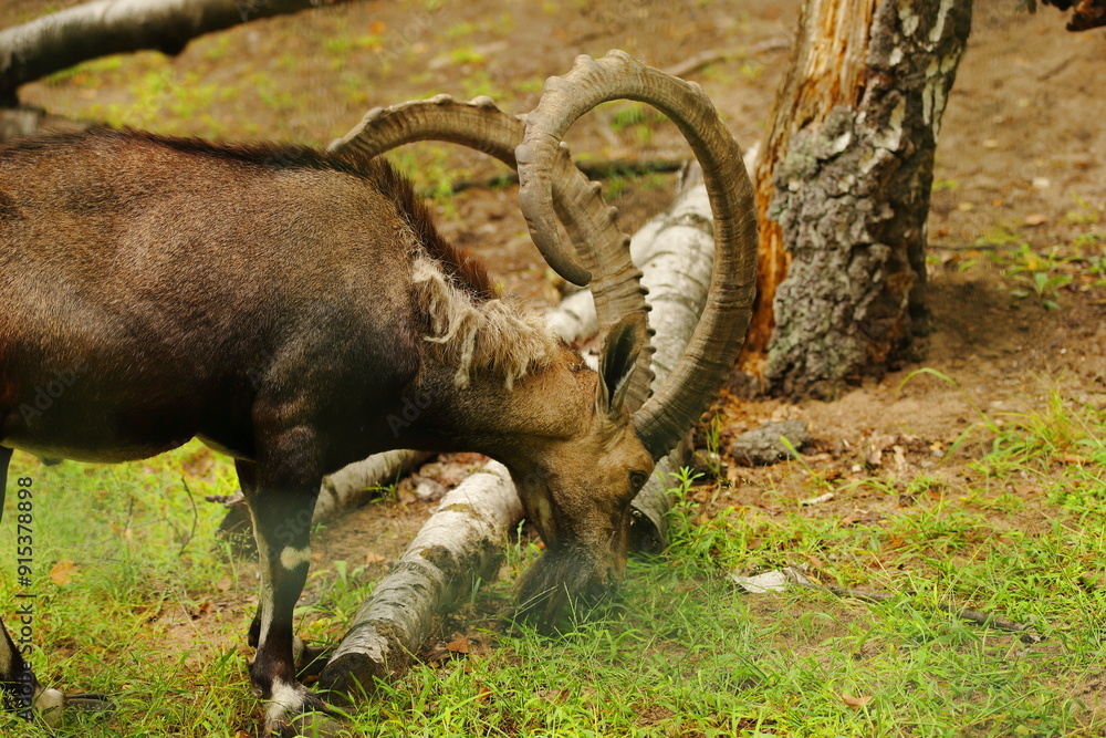 nubian ibex, animal, mammal, horns,summer