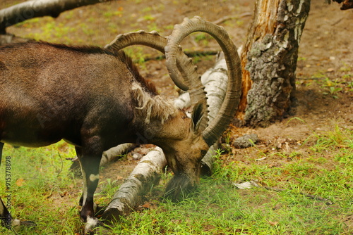 Obraz na płótnie nubian ibex, animal, mammal, horns,summer w salonie