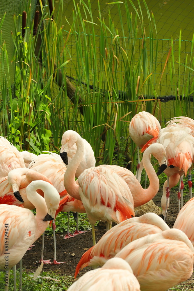flamingo, bird, pond, water, summer
