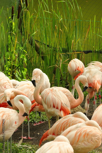 Obraz na płótnie flamingo, bird, pond, water, summer w salonie