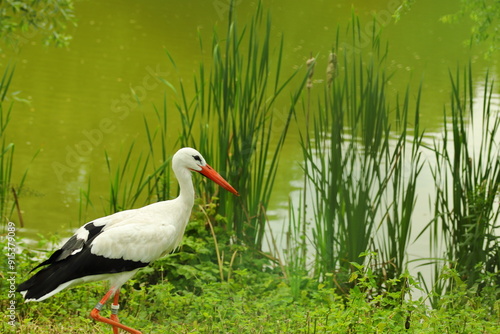 Obraz na płótnie stork, bird, pond, water, summer w salonie