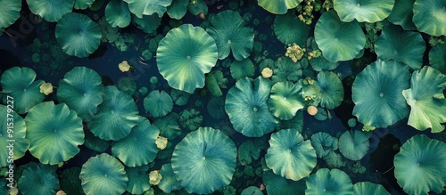Aerial perspective of lotus...