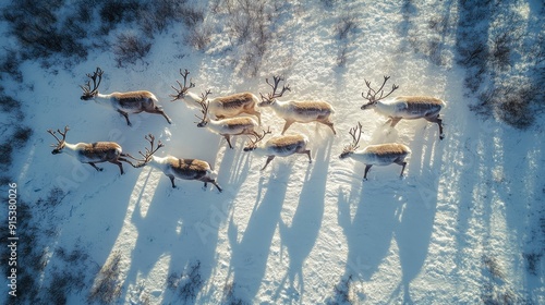 Aerial view of a herd of reindeer walking through a snowy landscape. The reindeer are casting long shadows in the winter sun.