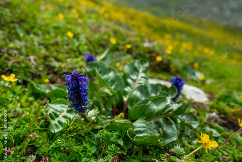 Wulfenia Carinthiaca (Wulfenia) with Blooming Flowers in Himalayan Meadows, Himachal Pradesh photo