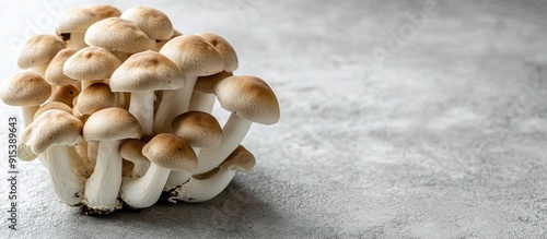 Fresh brown and white shimeji mushrooms on a gray backdrop Edible mushrooms cultivated in Asia. with copy space image. Place for adding text or design
