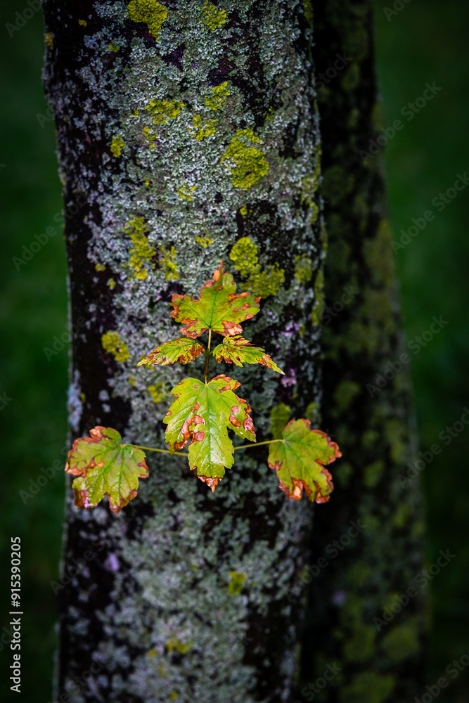 Obraz premium tree trunk with leaves