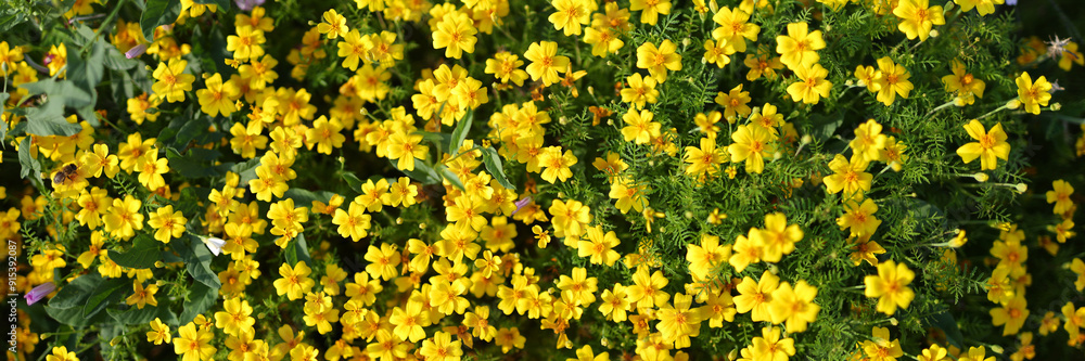 Obraz premium A field of yellow flowers with a few brown flowers in the background. The flowers are in full bloom and the field is lush and green