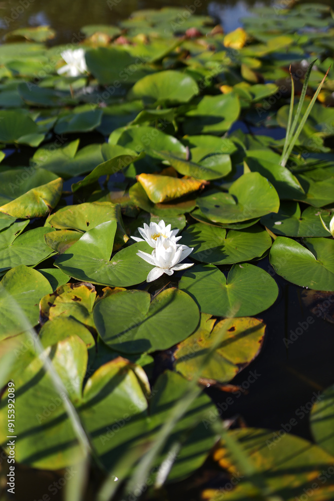 A single white flower is sitting on a green leaf in a pond. The pond is surrounded by lush green plants and the water is calm. Concept of tranquility and serenity A single white flower is sitting on a green leaf in a pond. The pond is surrounded by lush green plants and the water is calm. Concept of tranquility and serenity
