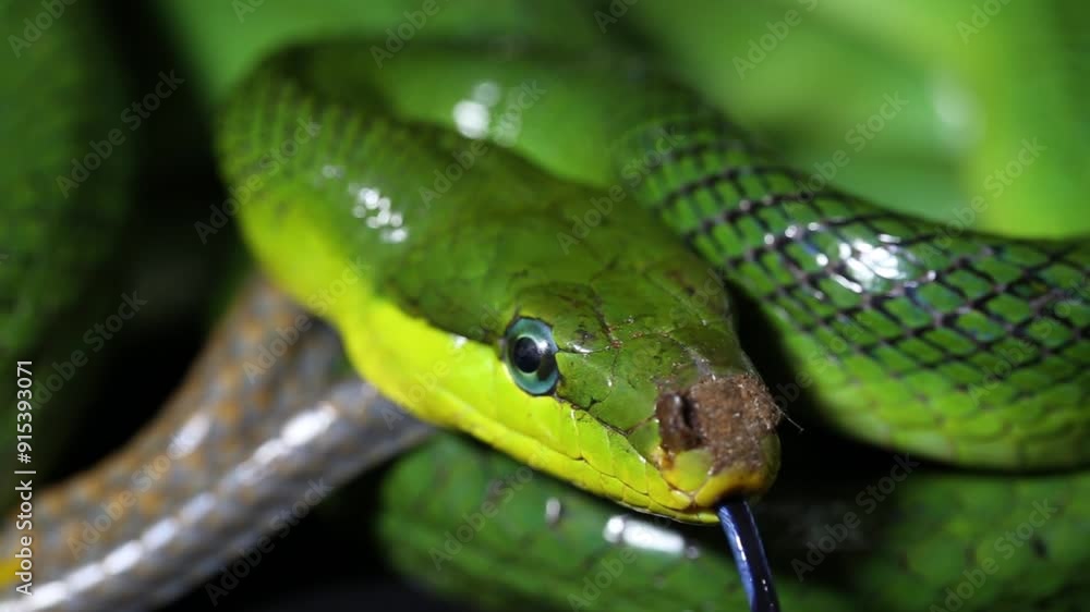 Gonyosoma oxycephalum the arboreal ratsnake the red-tailed green ...
