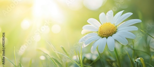 Blurred white daisy featuri...