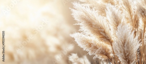 Obraz na płótnie Japanese pampas grass in late autumn Background material for the season. with copy space image. Place for adding text or design w salonie