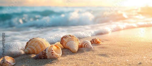 seashells on the beach on t...