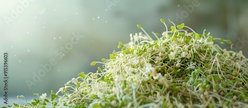pile of alfalfa sprouts. wi...