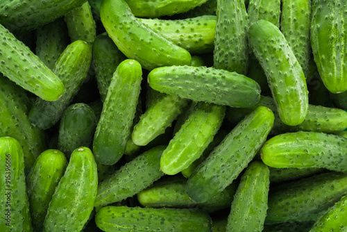 Fresh green short small cucumbers background. Closeup. Top down view.