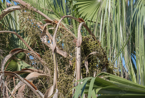 Raw fruits among palm tree branches photo