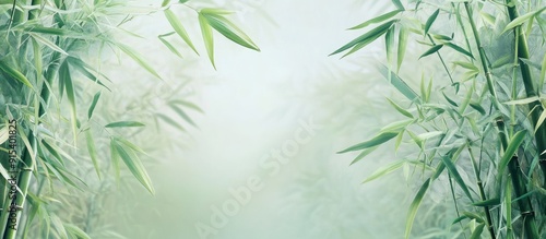 Bamboo trees bamboo plants ...