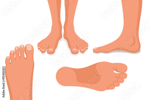 Foot set. Collection leg. Human feet. Body ankle elements. Bare legs positions isolated on white background. Template for podiatry and pedicure. Vector illustration flat design.