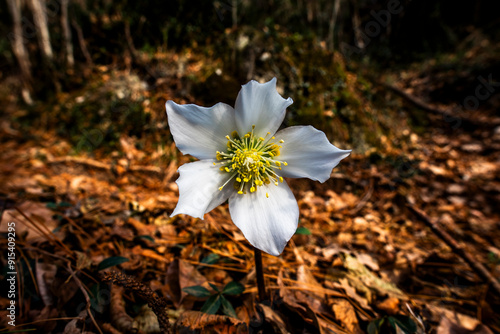 2023 12 27 Lecco Helleborus niger 32 photo