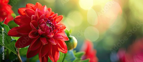 Close up shot of a Red Indian Blanket flower in a flower garden with selective focus on the subject. with copy space image. Place for adding text or design