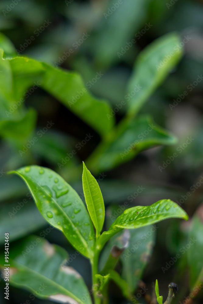 Tea Plant (Camellia sinensis) Tea leaf close up shot in rainy season at valparai Tea Plant (Camellia sinensis) Tea leaf close up shot in rainy season at valparai