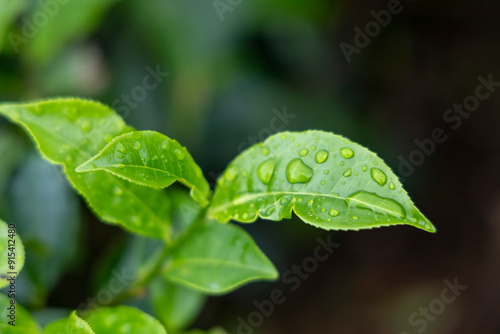 Tea Plant (Camellia sinensis) Tea leaf close up shot in rainy season at valparai