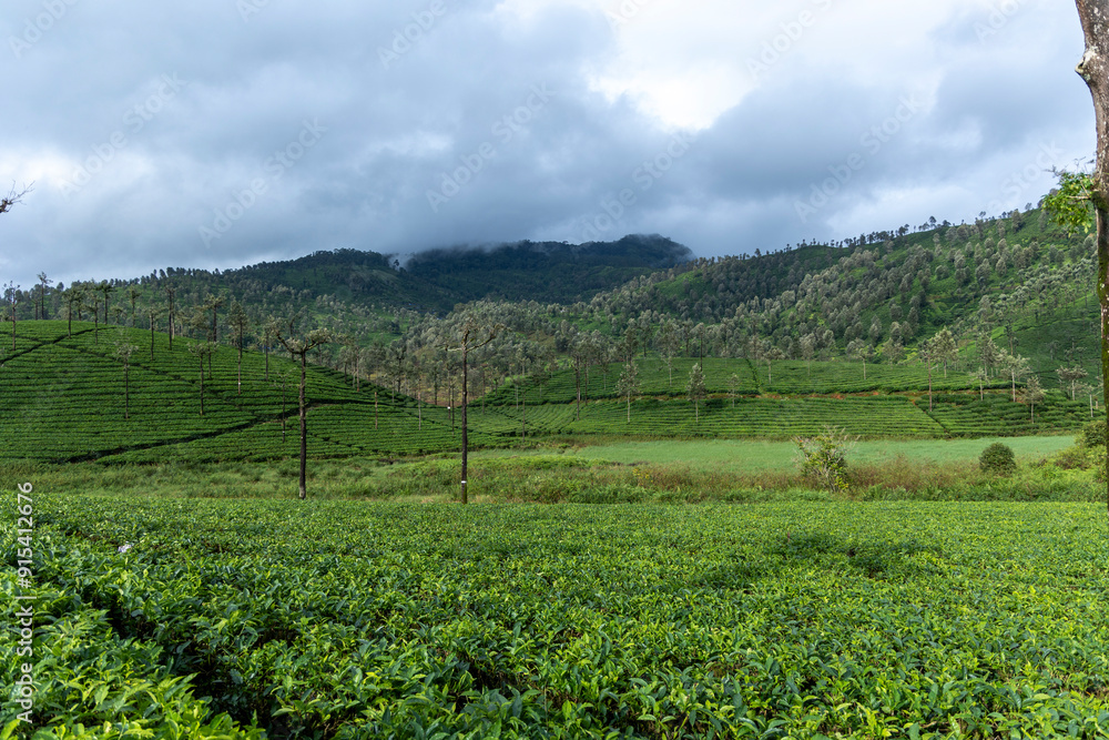Fototapeta premium vineyard in france