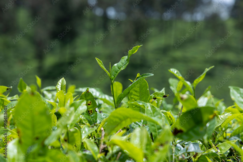 Tea Plant (Camellia sinensis) Tea leaf close up shot in rainy season at valparai Tea Plant (Camellia sinensis) Tea leaf close up shot in rainy season at valparai
