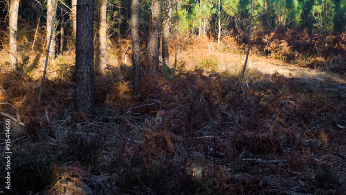 Forêt des Landes de Gascogne, en période automnale