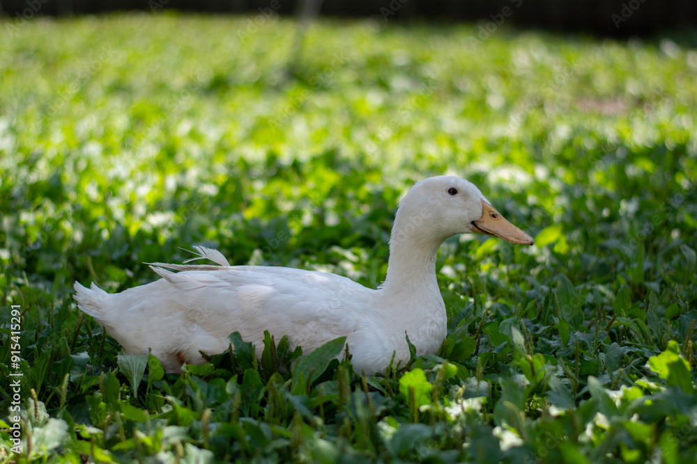 white duck in the grass white duck in the grass