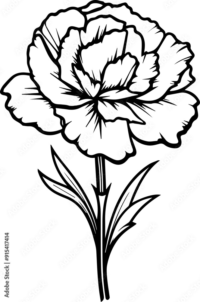 carnation flower Vector Illustration carnation flower Vector Illustration