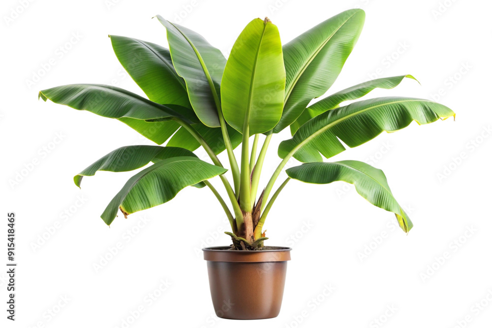 Potted banana plant, isolated on white background. Generative AI. Potted banana plant, isolated on white background. Generative AI.