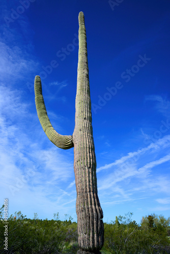 Old Saguaro Cactus Sonora desert Arizona