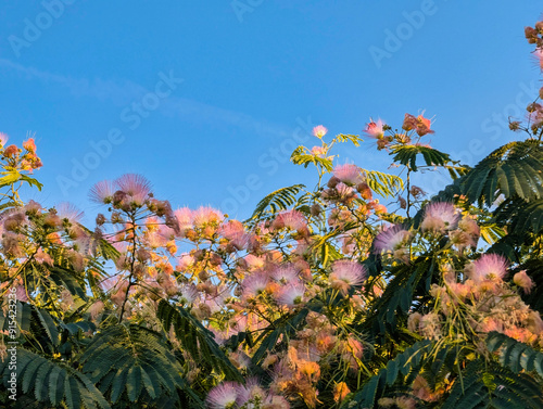 flowers, plant, nature, colors, spring, petals, botany, flora, m