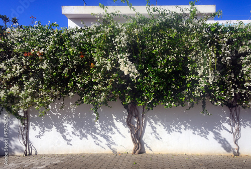 Lagos, Faro district, Algarve, Portugal, Europe - White Bougainvillaea flowering tree