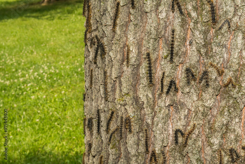 Spongy Moth Caterpillars Killed by Nuclear Polyhedrosis Virus photo