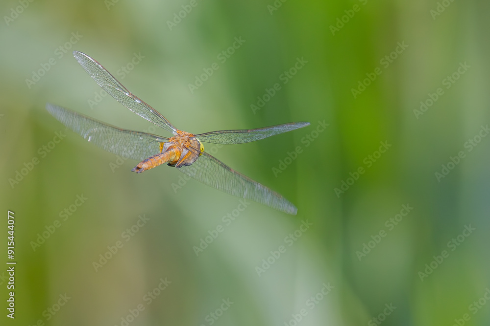 Libelle Libelle