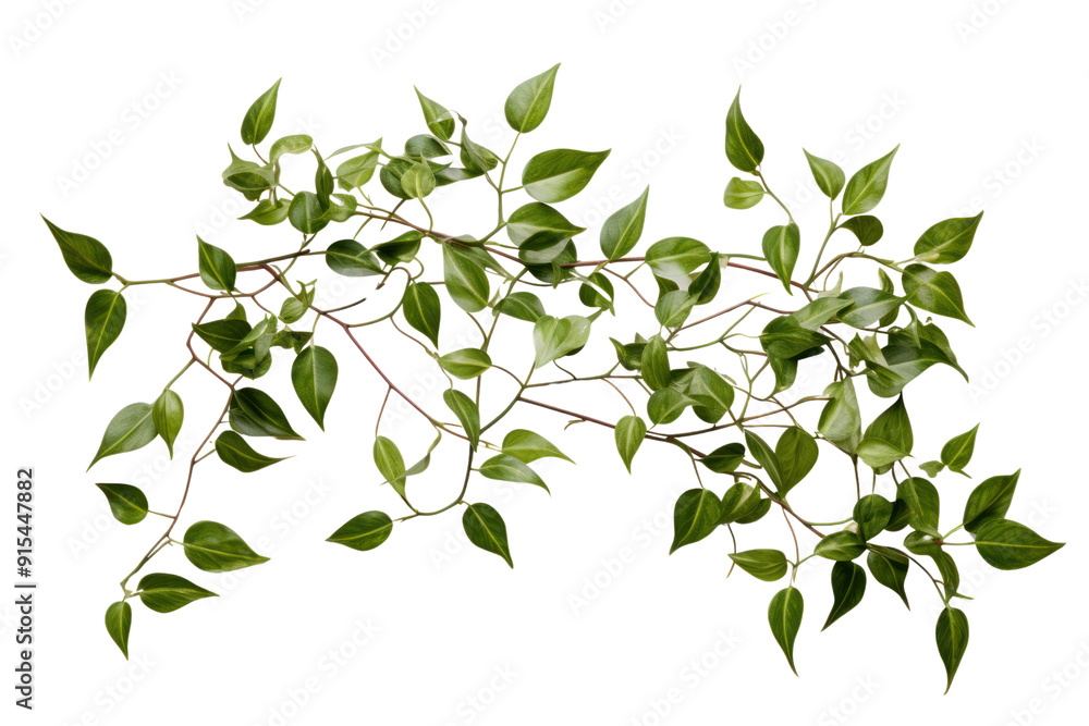 Bright green ivy extending down a white brick wall, isolated on a white background. Bright green ivy extending down a white brick wall, isolated on a white background.