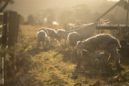 Dry land shorn Merino sheep on a farm in a drought Summer in Australia