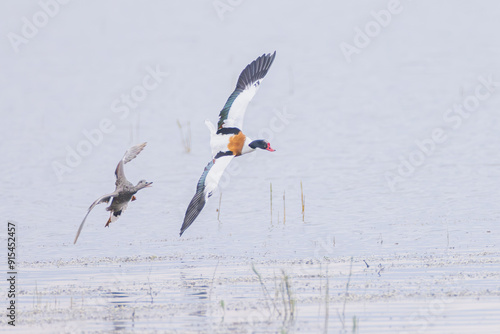 Brandgans und Ente im Flug photo