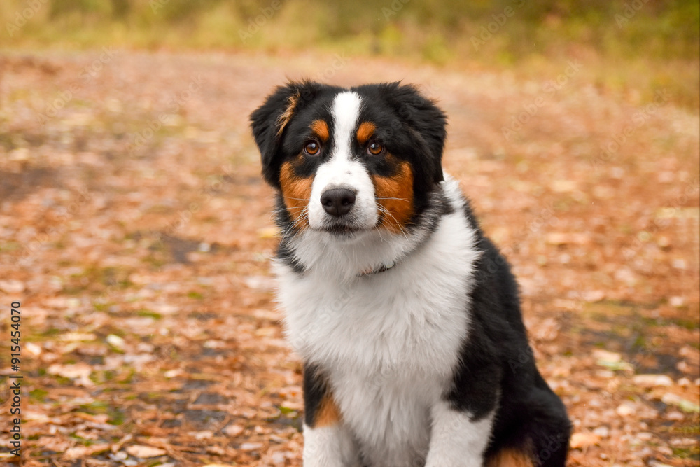 Tricolor Australian Shepherd puppy sits in the autumn forest on yellow leaves. Golden autumn fall background. Tricolor Australian Shepherd puppy sits in the autumn forest on yellow leaves. Golden autumn fall background.