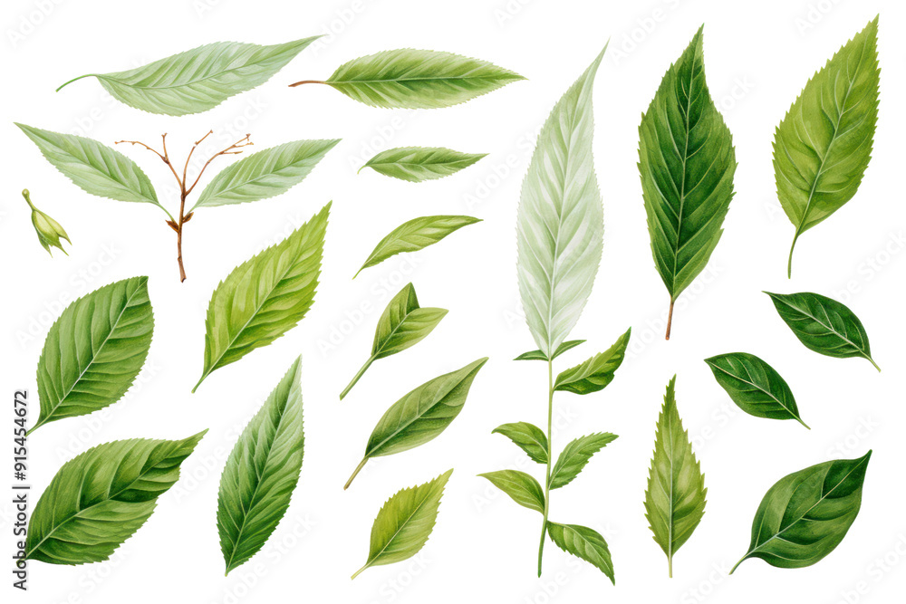 Various green tea leaves, isolated on white background. Various green tea leaves, isolated on white background.