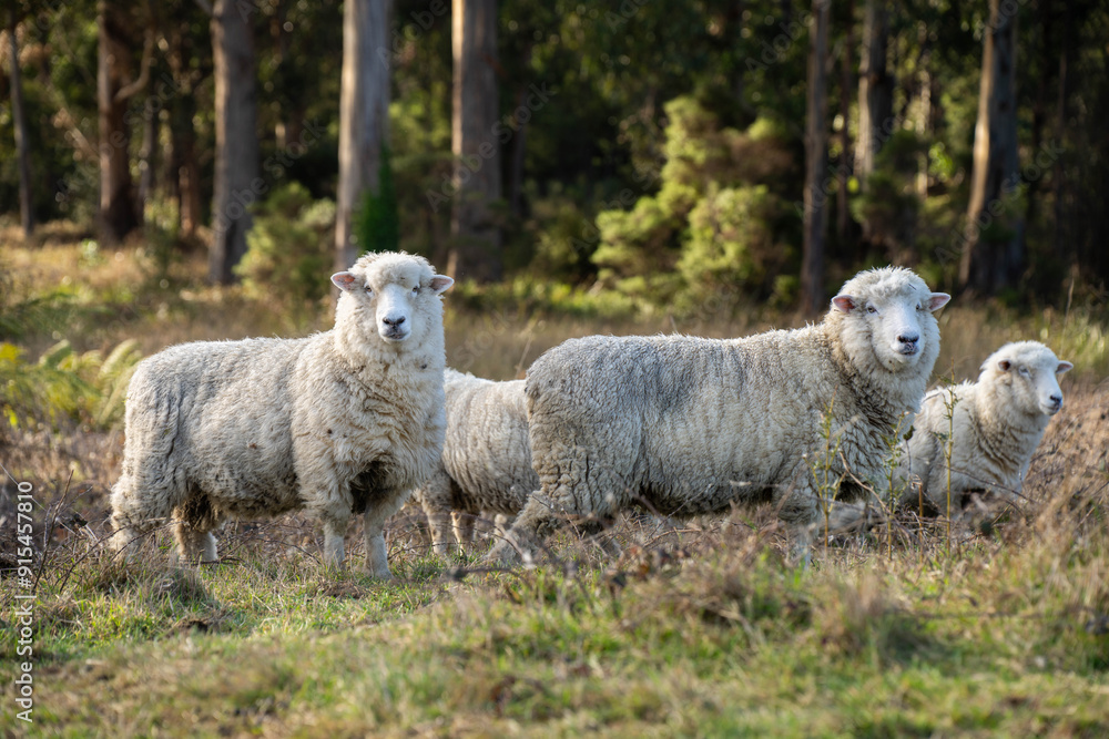 Sheep in a field. Merino sheep, grazing and eating grass in New zealand and Australia with lambs drinking milk