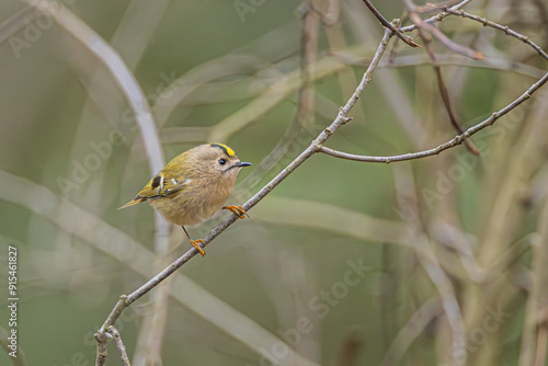 Wintergoldhähnchen