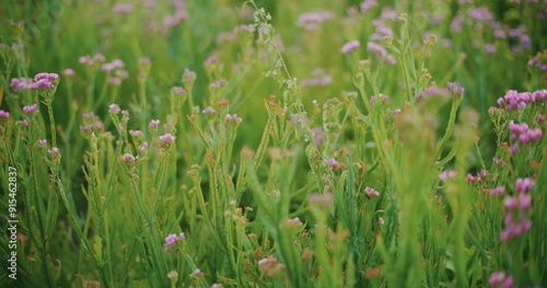 Close-Up of Blooming Purple Sea Ash in Cultivated Field photo