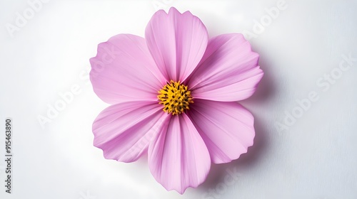 Symmetrical Cosmos Flower with Delicate Pink Petals on White Canvas